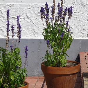 Lavender potted on decks, patio, or porch steps