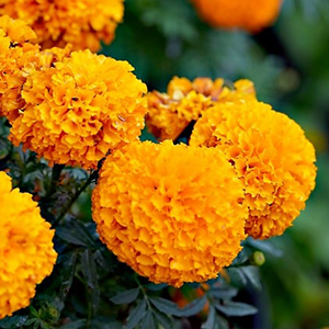 Planted marigolds in full bloom