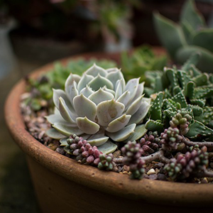Potted succulents