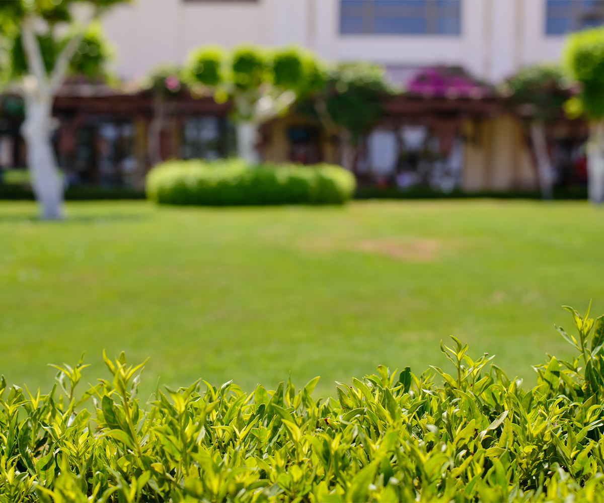 fence-contractor-sugarcreek-Privacy-issue Bright green hedge with blurred background of lawn and landscaped garden