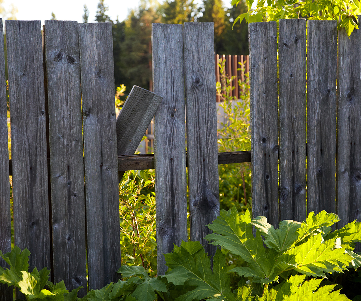 fence-contractor-sugarcreek-Rot & Rust Old wooden fence with missing board and overgrown plants
